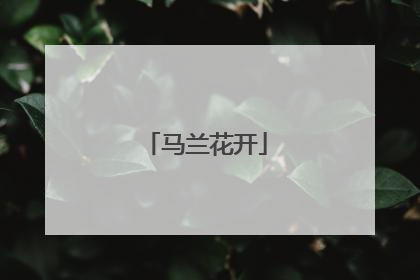 马兰花开